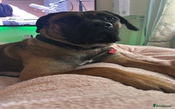 Cane Corso dogs for sale: Female Cane Corso in Warrington - Image 6