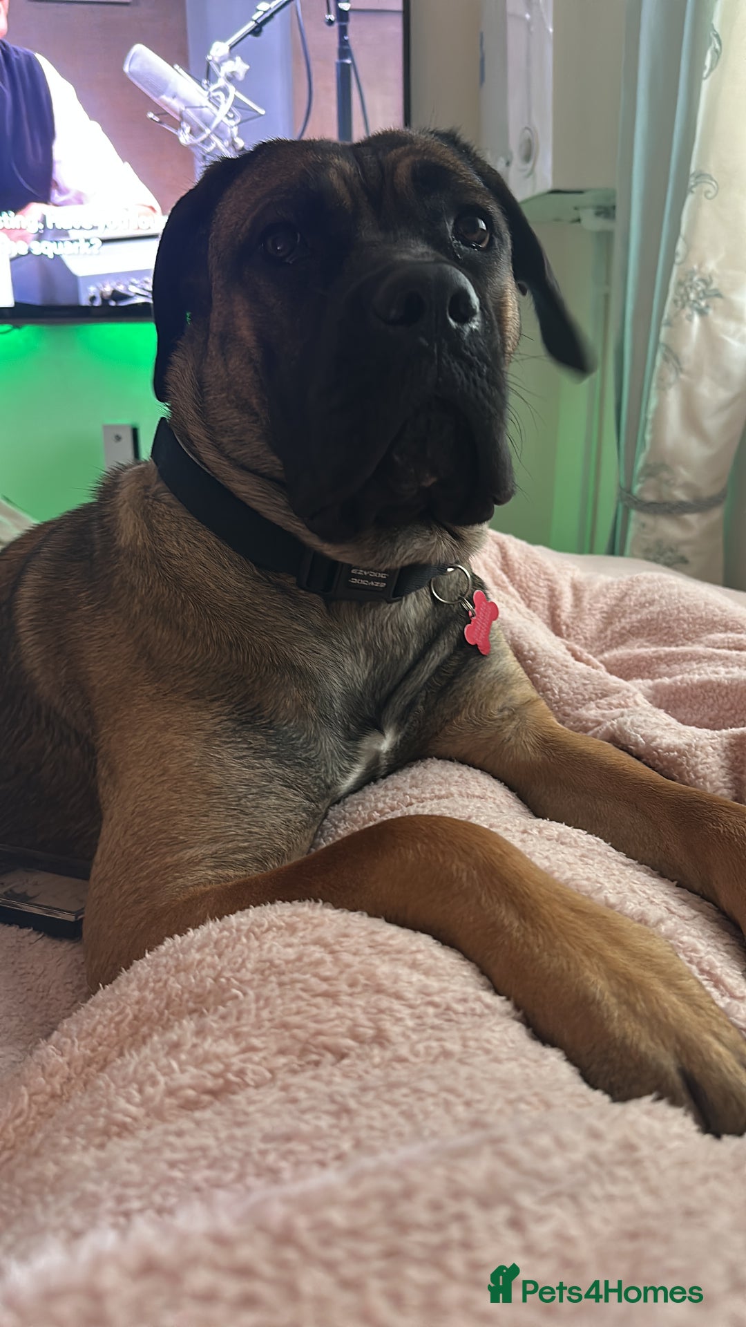 Cane Corso dogs for sale: Female Cane Corso in Warrington - Image 6