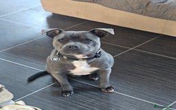 Staffordshire Bull Terrier dogs for sale: Royal blue full pedigree staff - Image 5