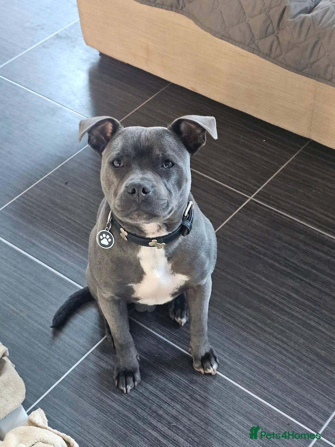 Staffordshire Bull Terrier dogs for sale: Royal blue full pedigree staff - Image 5