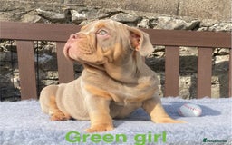 English Bulldog dogs for sale: Our last girl reduced KC reg English bulldog puppy - Image 8