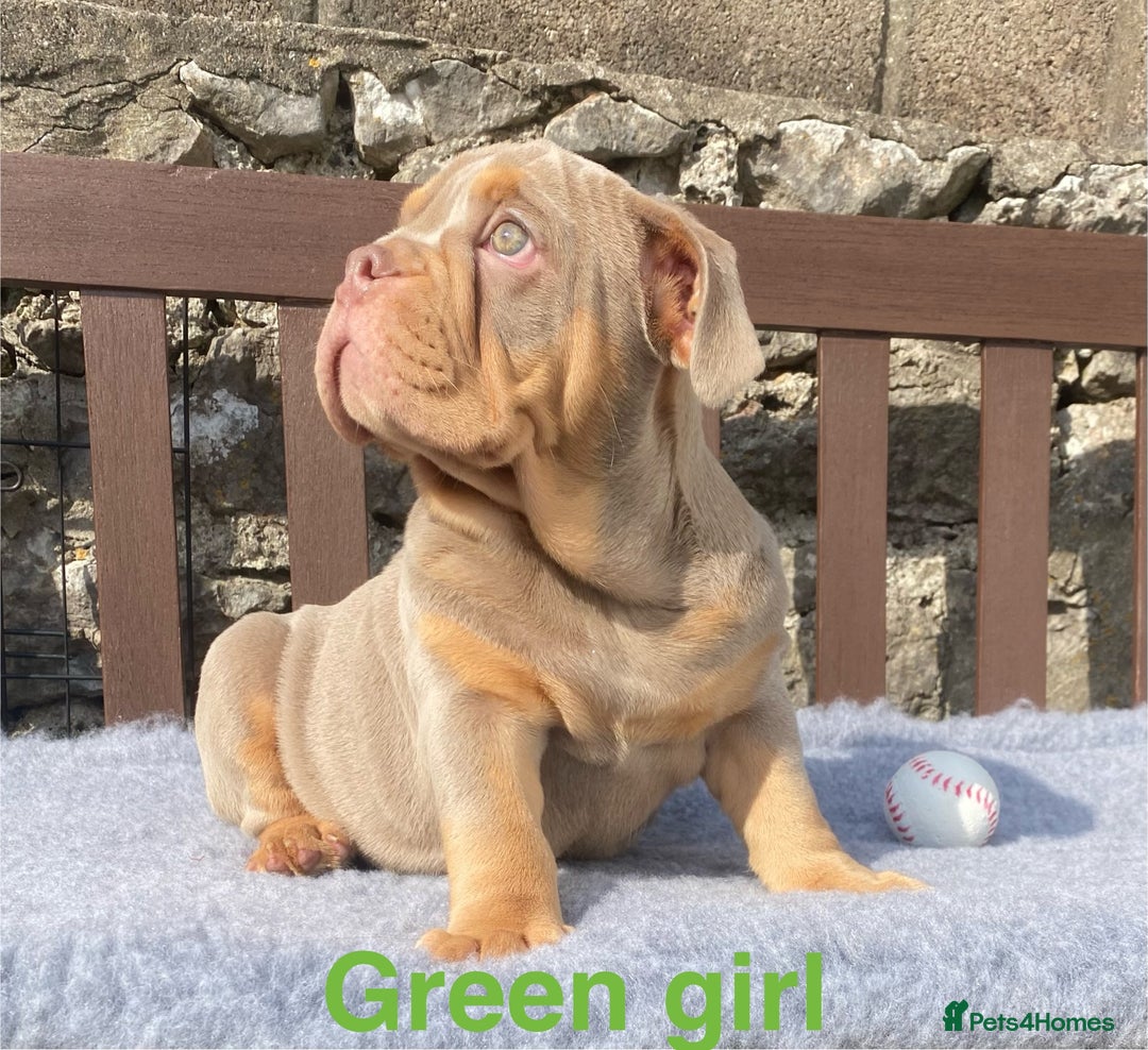 English Bulldog dogs for sale: Our last girl reduced KC reg English bulldog puppy - Image 8
