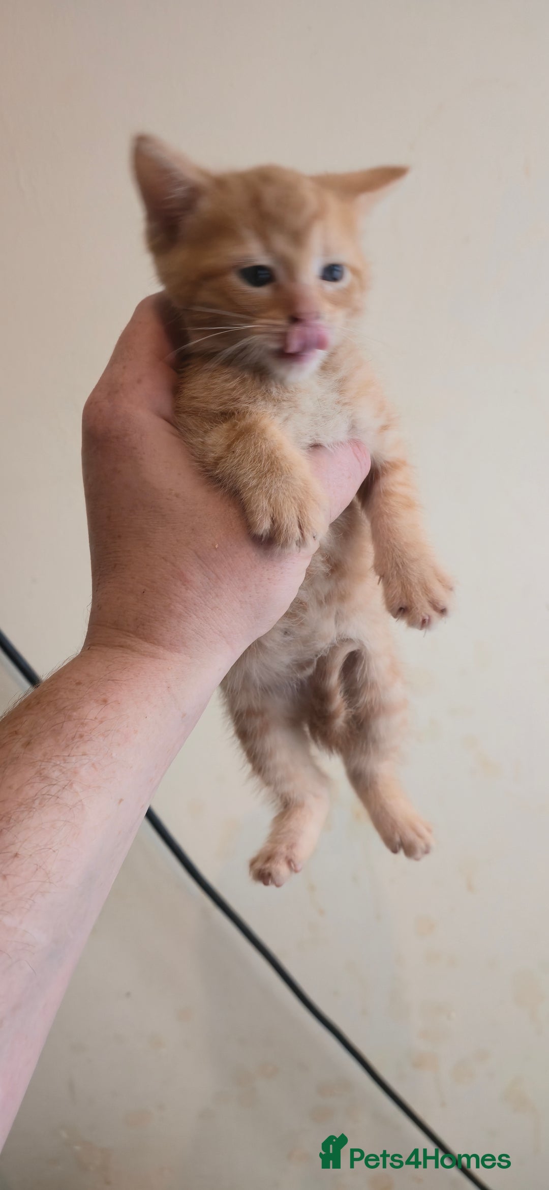 Mixed Breed cats for sale: 8 beautiful kittens ready for 1/09/2025 - Image 16