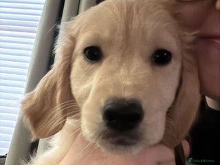 Golden Retriever dogs - Advert 34