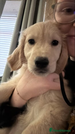 Golden Retriever dogs - Advert 9