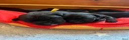 Labrador Retriever dogs for sale: Beautiful KC REG family raised Black Lab puppies - Advert 16