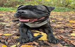 Mixed Breed dogs for stud: STAFFORDSHIRE BULL TERRIER MIX FOR STUD - Image 1