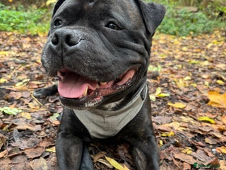 Mixed Breed dogs for stud - Advert 1