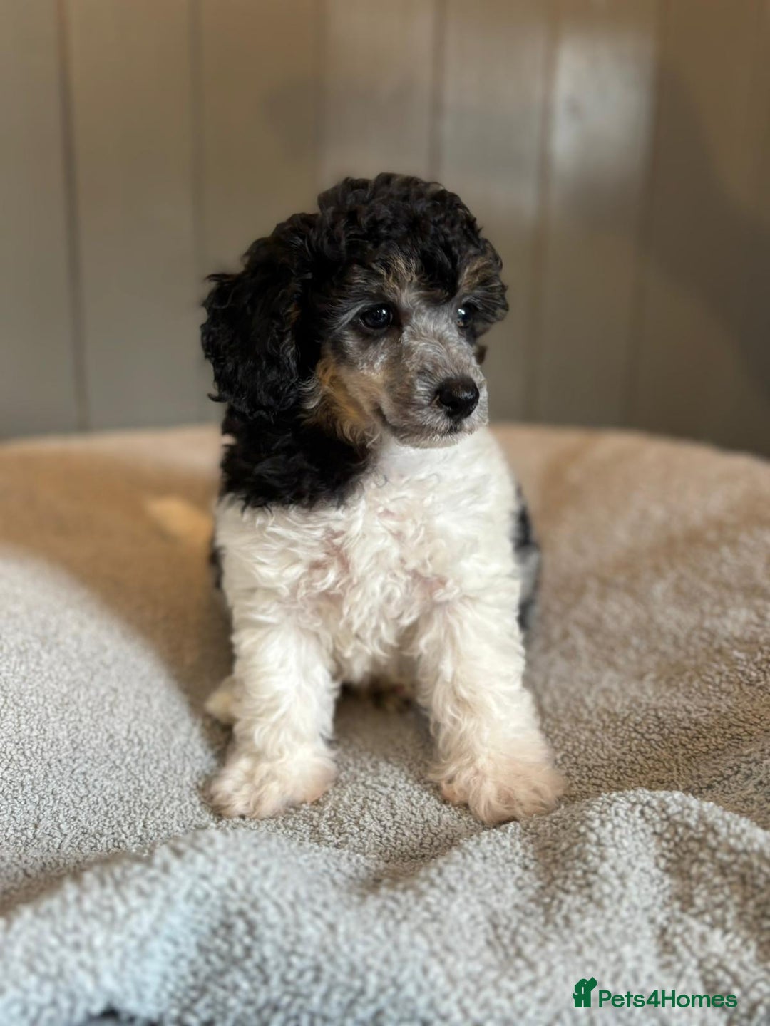 Toy Poodle dogs for stud: Toy poodle available for stud  in Rowlands Gill - Image 31