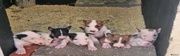 English Bull Terrier dogs for sale: English bullterrier pups for sale - Advert 8