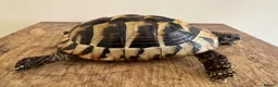 Hermann Tortoise reptiles for sale: Hermann in Fareham - Advert 3