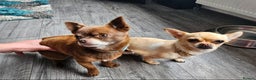 Chihuahua dogs for sale: Chihuahua  - Advert 4