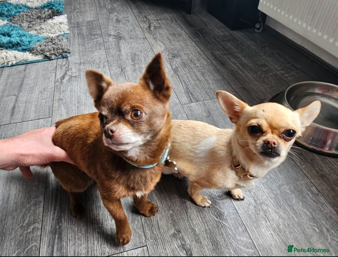 Chihuahua dogs for sale: Chihuahua  - Advert 4