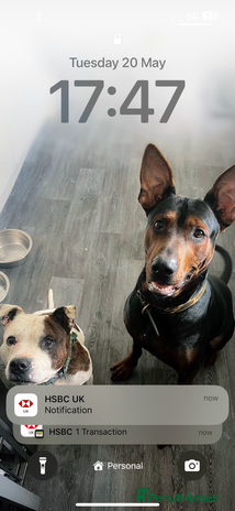 Chinese Red Dog dogs - Advert 1