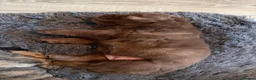 Chow Chow dogs for sale: Chowski puppies  - Advert 4