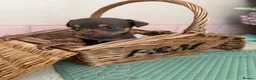 Jack Russell dogs for sale: Much Wenlock stunning puppy  - Advert 18