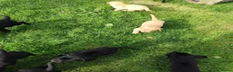 Labrador Retriever dogs for sale: Labrador pups  in Inverurie - Advert 14