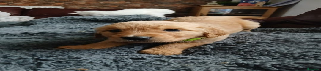 Golden Retriever Puppy - Light Green Boy