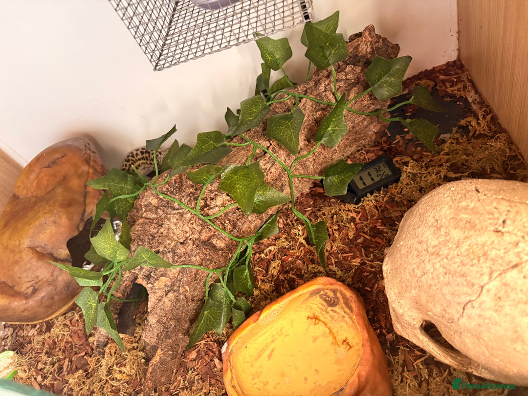 Leopard Gecko reptiles for sale: Female Leopard Gecko - Advert 5