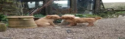 Labradoodle dogs for sale: Beautiful Third-Generation Labradoodle Puppie - Advert 40