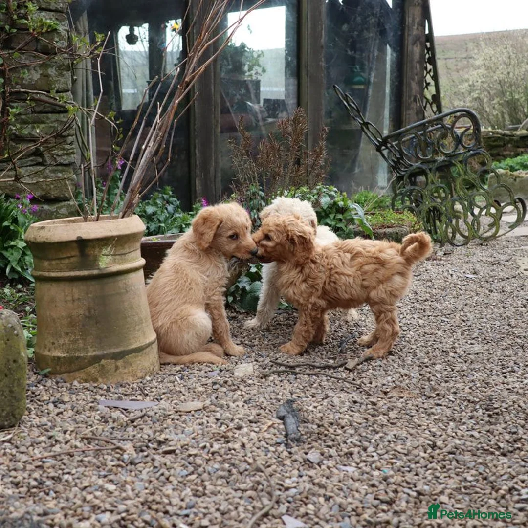 Labradoodle dogs for sale: Beautiful Third-Generation Labradoodle Puppie - Advert 40