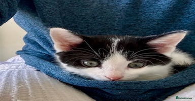 Mixed Breed cats - Advert 3