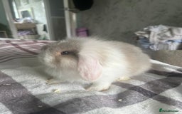 Mixed Breed rabbits for sale: Baby Rabbits for sale - Image 7