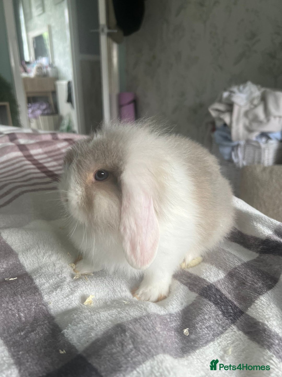 Mixed Breed rabbits for sale: Baby Rabbits for sale - Image 7