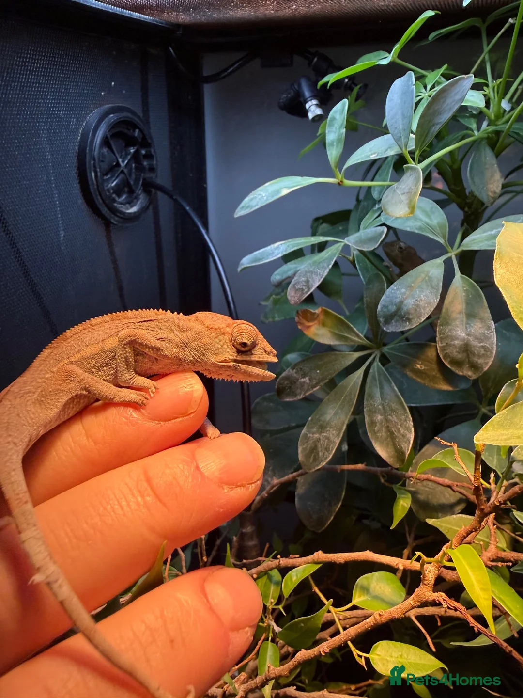 Chameleon reptiles for sale: Bluebar ambilobe male - Advert 2