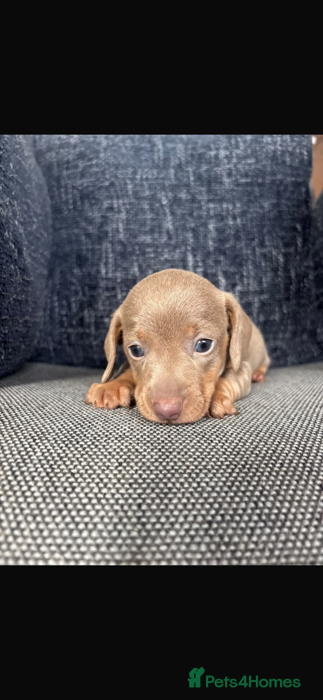 Miniature Dachshund dogs for sale: 3 dachshund  - Advert 10