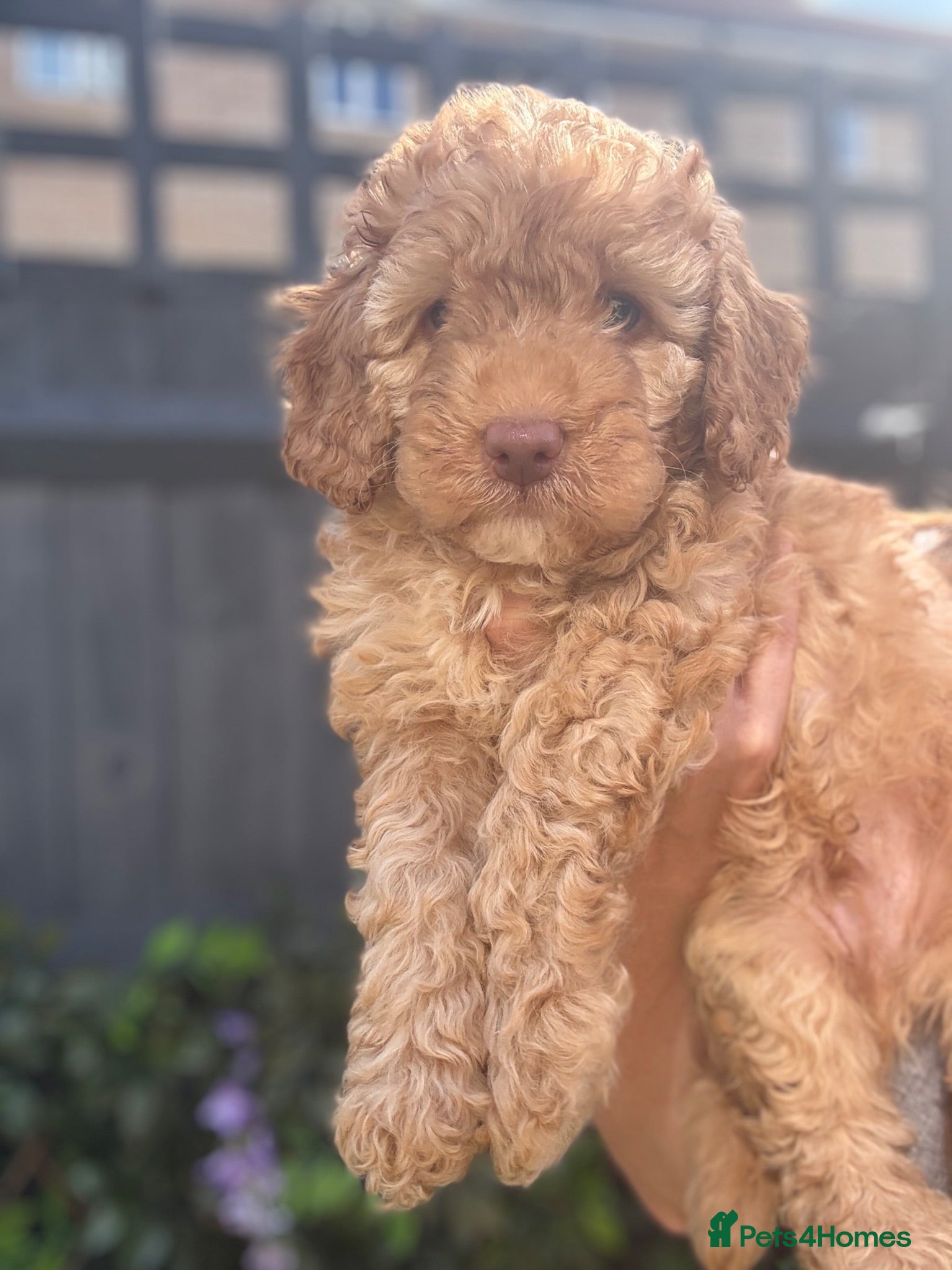 Labradoodle dogs 🐾 Health Tested F1B Mini Labradoodle Puppies 🐾 - Advert 2