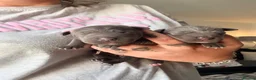 Staffordshire Bull Terrier dogs for sale: Outstanding Blue Staffordshire Bull Terrier Puppys - Advert 14