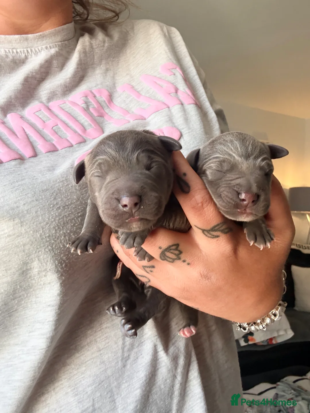 Staffordshire Bull Terrier dogs for sale: Outstanding Blue Staffordshire Bull Terrier Puppys - Advert 14