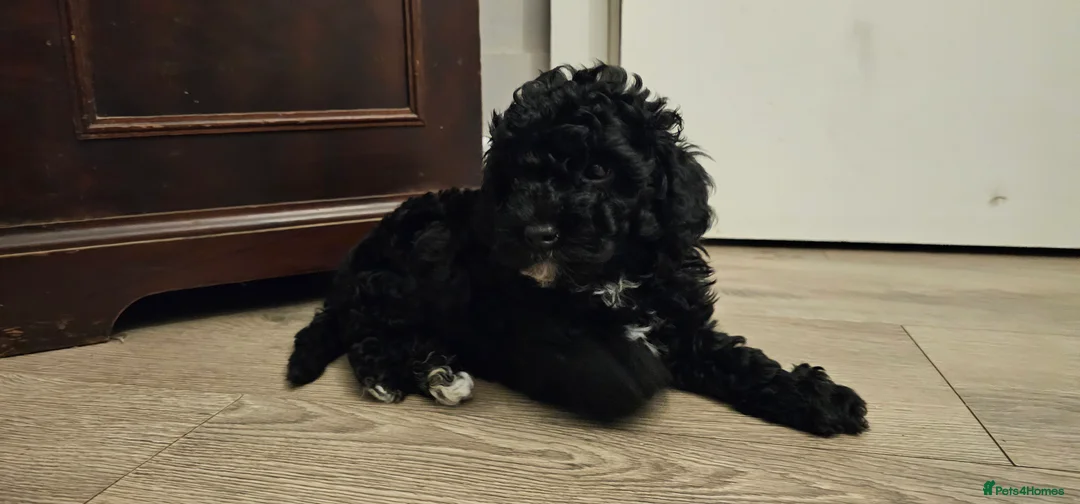 Cockapoo dogs for sale: Toy Cockapoo  - Advert 11