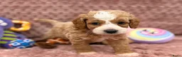 Cavapoo dogs for sale: Stunning F1B Cavapoos FULLY DNA health tested - Advert 28