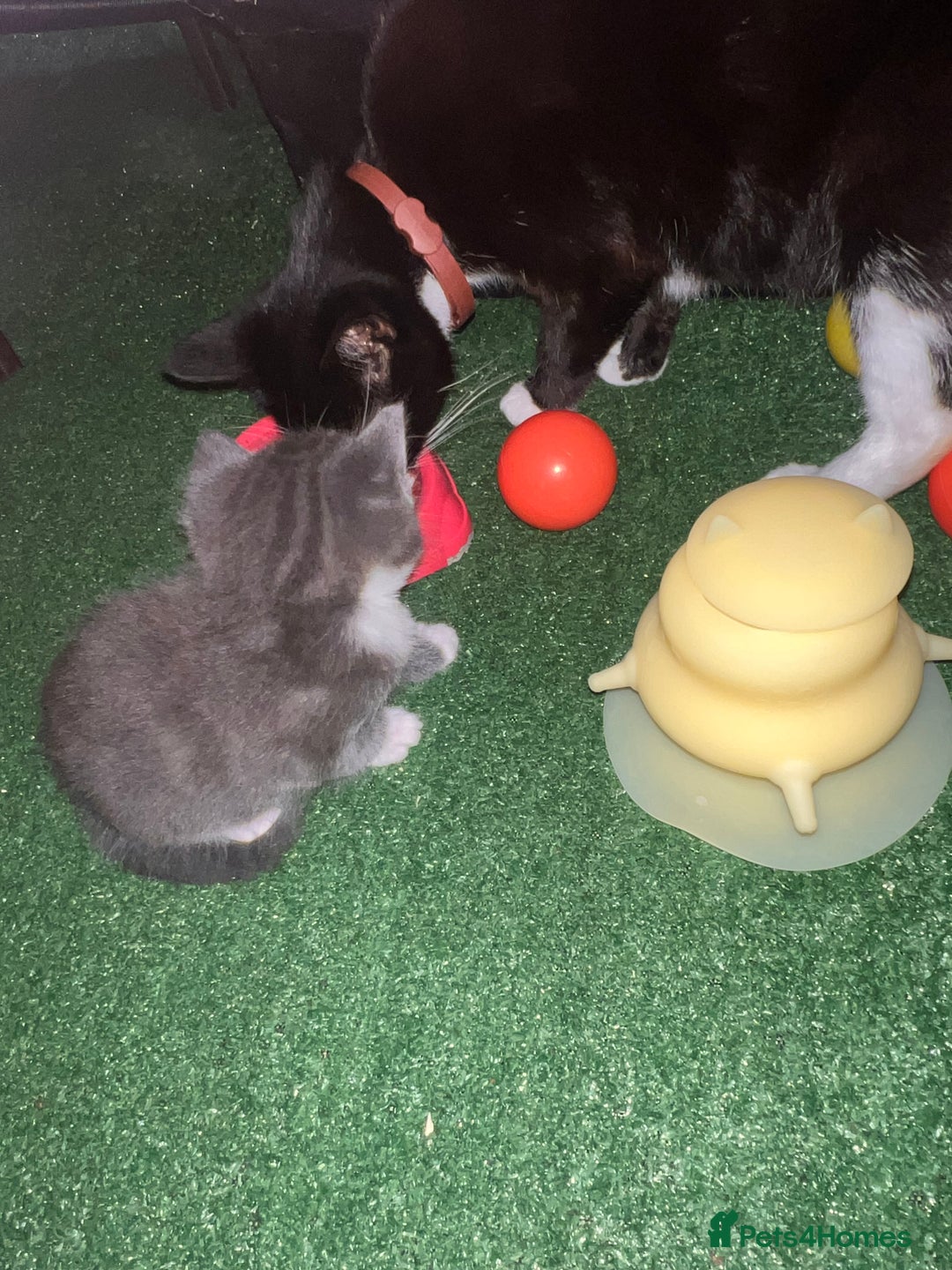 European cats for sale: Tabby kitten 8 week  - Image 4