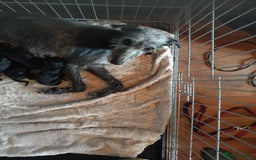 Mixed Breed dogs for sale: 3/4 bedlington whippet pups. - Image 2