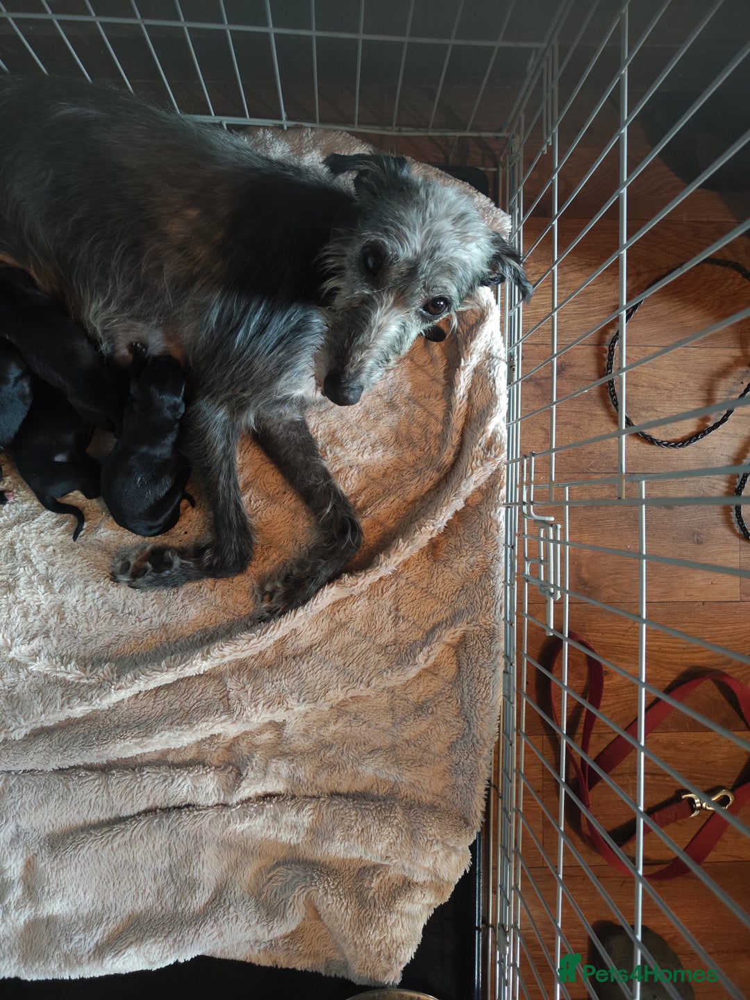 Mixed Breed dogs for sale: 3/4 bedlington whippet pups. - Image 2
