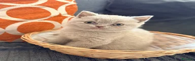 British Shorthair Kitten 5