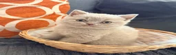 British Shorthair cats for sale: British Shorthair x Scottish fold babies  - Advert 9