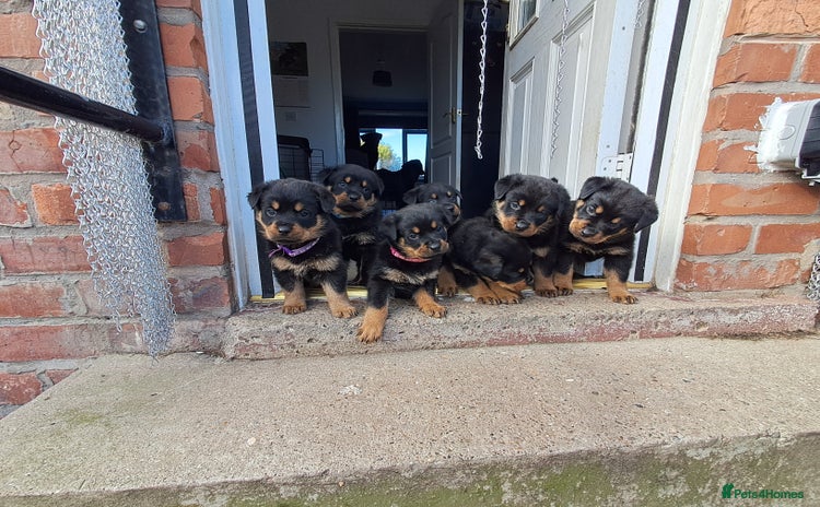 Rottweiler dogs - Advert 3