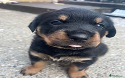 Rottweiler dogs for sale: Beautifull Rottweiler  - Image 4
