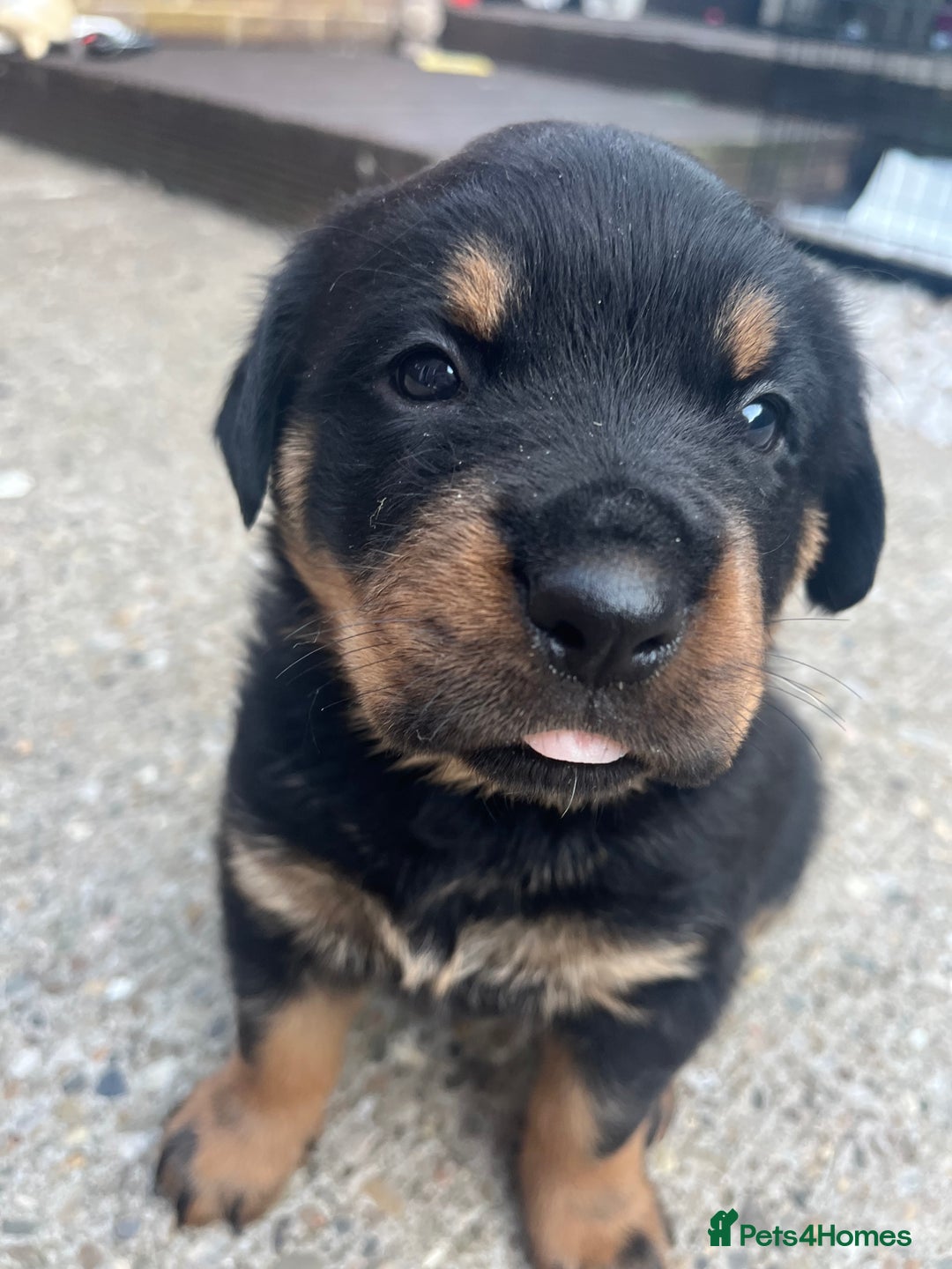 Rottweiler dogs for sale: Beautifull Rottweiler  - Image 4