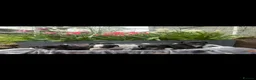 Welsh Collie dogs for sale: Adorable Welsh Collie x Dalmatian Puppies in Caernarfon - Advert 2