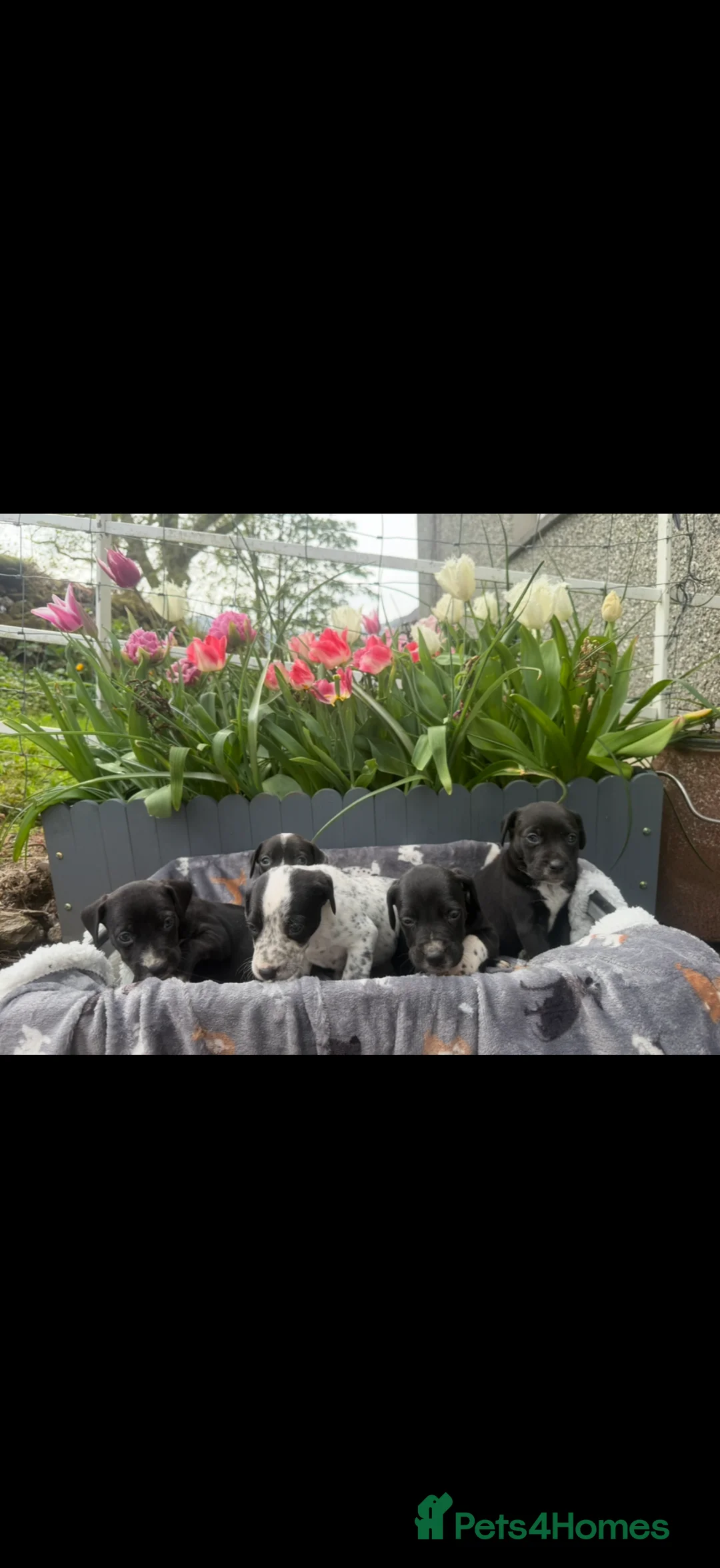Welsh Collie dogs for sale: Adorable Welsh Collie x Dalmatian Puppies in Caernarfon - Advert 2