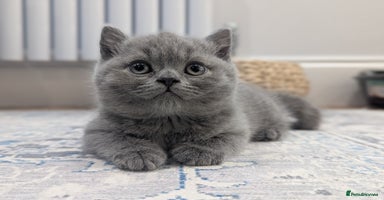 British Shorthair cats - Advert 9