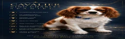 Cavalier King Charles Spaniel dogs for stud: 🥇0% COI KC Reg Cavalier King Charles Spaniel ⭐️ - Advert 1