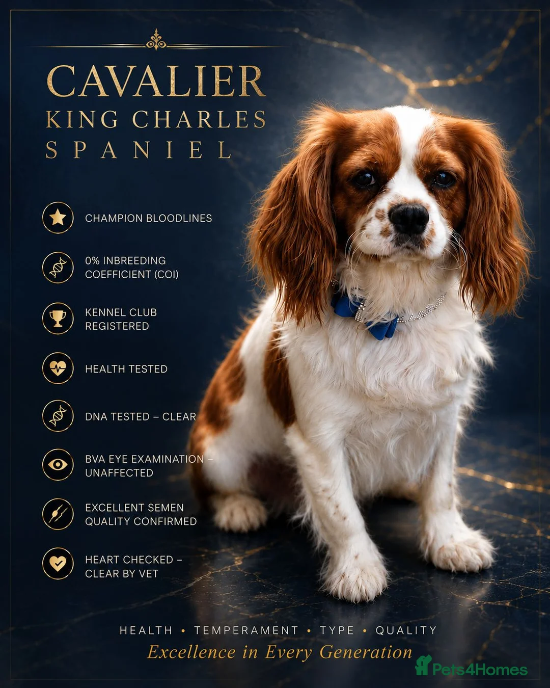 Cavalier King Charles Spaniel dogs for stud: 🥇0% COI KC Reg Cavalier King Charles Spaniel ⭐️ - Advert 1
