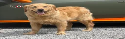 Golden Retriever dogs for sale: 11 month old male golden retriever for sale  - Advert 2