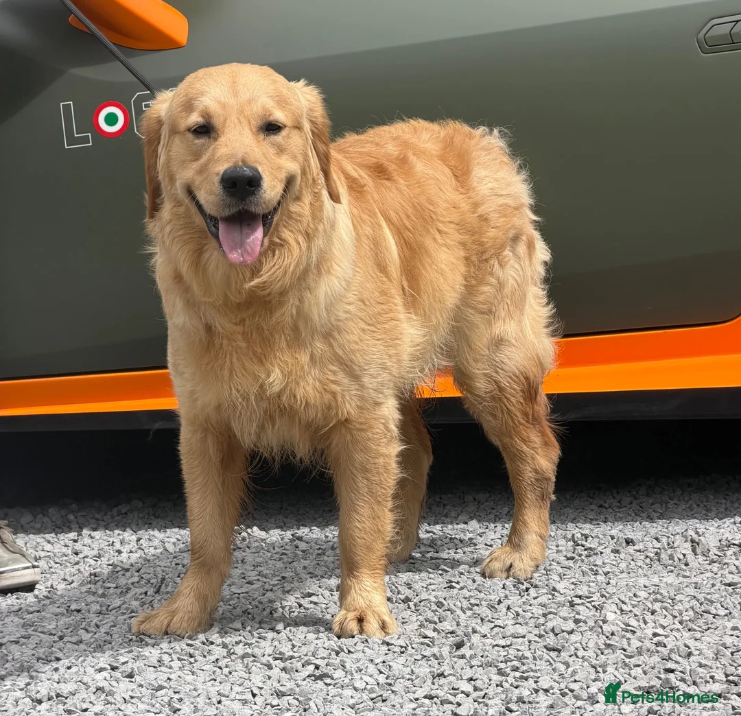 Golden Retriever dogs for sale: 11 month old male golden retriever for sale  - Advert 2